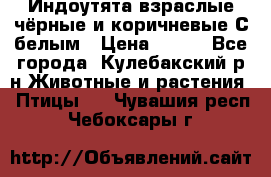 Индоутята взраслые чёрные и коричневые С белым › Цена ­ 450 - Все города, Кулебакский р-н Животные и растения » Птицы   . Чувашия респ.,Чебоксары г.